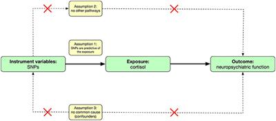 Association of Cortisol Levels With Neuropsychiatric Functions: A Mendelian Randomization Analysis